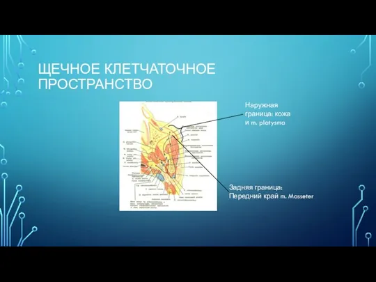 ЩЕЧНОЕ КЛЕТЧАТОЧНОЕ ПРОСТРАНСТВО Задняя граница: Передний край m. Masseter Наружная граница: кожа и m. platysma