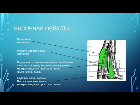 ВИСОЧНАЯ ОБЛАСТЬ Подкожная клетчатка Межапоневротическая клетчатка Подапоневротическая клетчатка (Сообщение с