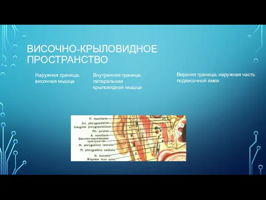 ВИСОЧНО-КРЫЛОВИДНОЕ ПРОСТРАНСТВО Наружная граница: височная мышца Внутренняя граница: латеральная крыловидная