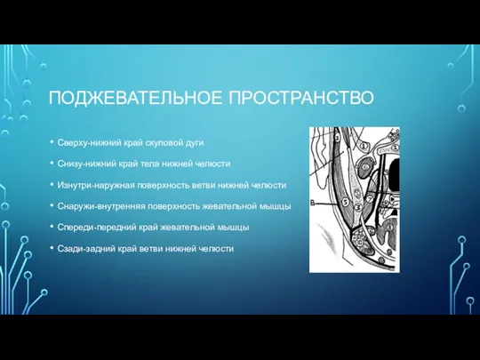 ПОДЖЕВАТЕЛЬНОЕ ПРОСТРАНСТВО Сверху-нижний край скуловой дуги Снизу-нижний край тела нижней