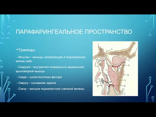 ПАРАФАРИНГЕАЛЬНОЕ ПРОСТРАНСТВО Границы: - Изнутри – мышцы, напрягающие и поднимающие