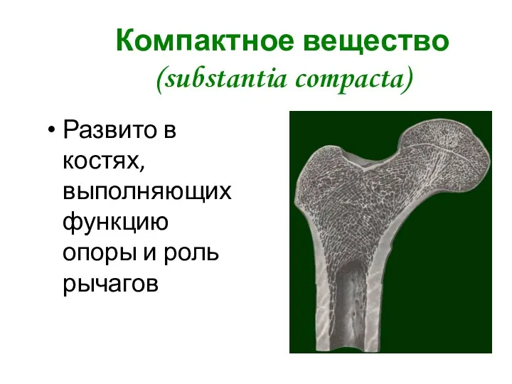 Компактное вещество (substantia compacta) Развито в костях, выполняющих функцию опоры и роль рычагов