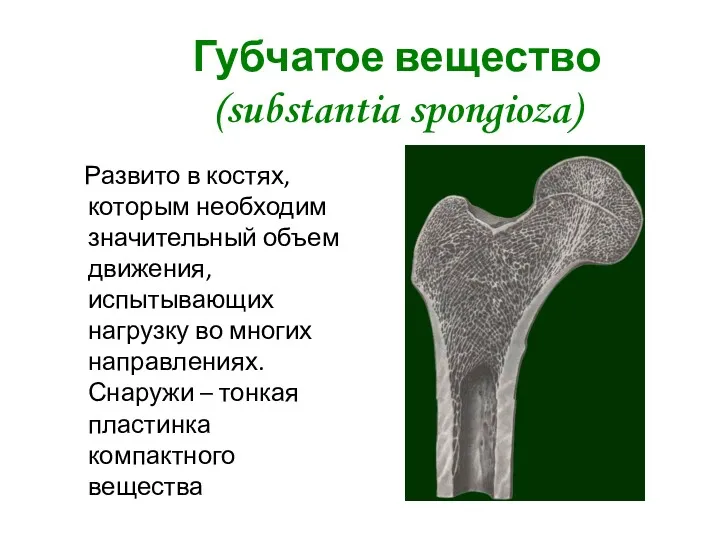 Губчатое вещество (substantia spongioza) Развито в костях, которым необходим значительный объем движения, испытывающих
