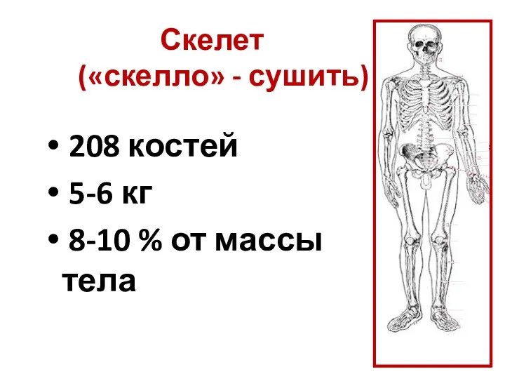 Скелет («скелло» - сушить) 208 костей 5-6 кг 8-10 % от массы тела