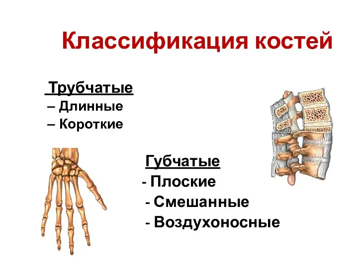 Классификация костей Трубчатые Длинные Короткие Губчатые - Плоские - Смешанные - Воздухоносные