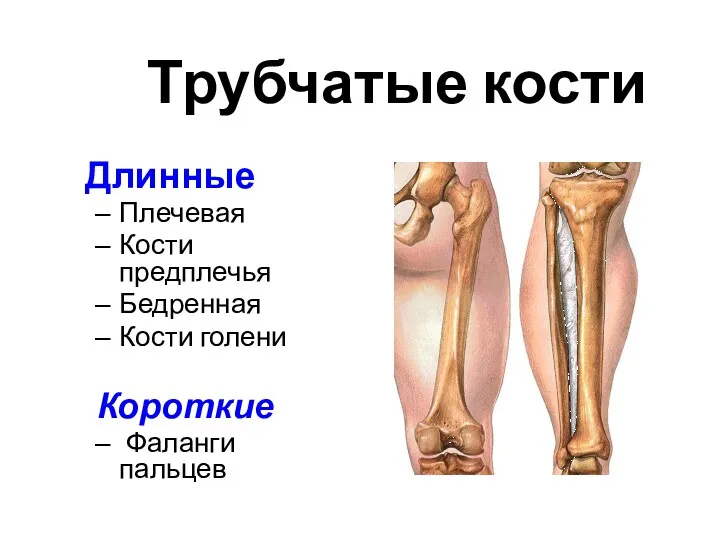 Трубчатые кости Длинные Плечевая Кости предплечья Бедренная Кости голени Короткие Фаланги пальцев