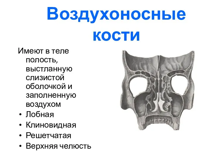 Воздухоносные кости Имеют в теле полость, выстланную слизистой оболочкой и