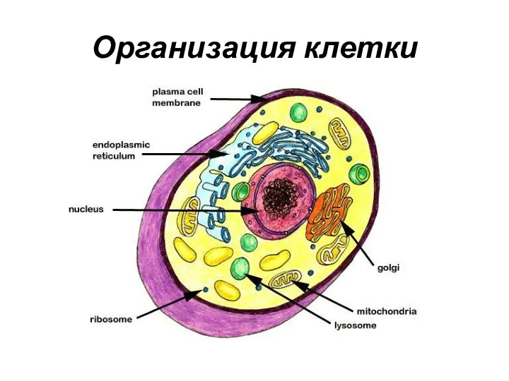 Организация клетки