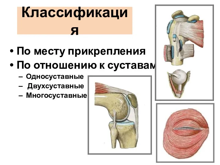 Классификация По месту прикрепления По отношению к суставам Односуставные Двухсуставные Многосуставные