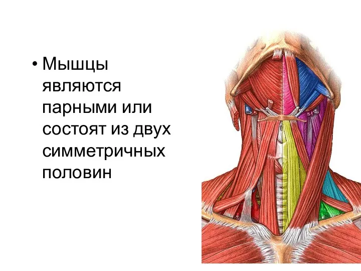 Мышцы являются парными или состоят из двух симметричных половин