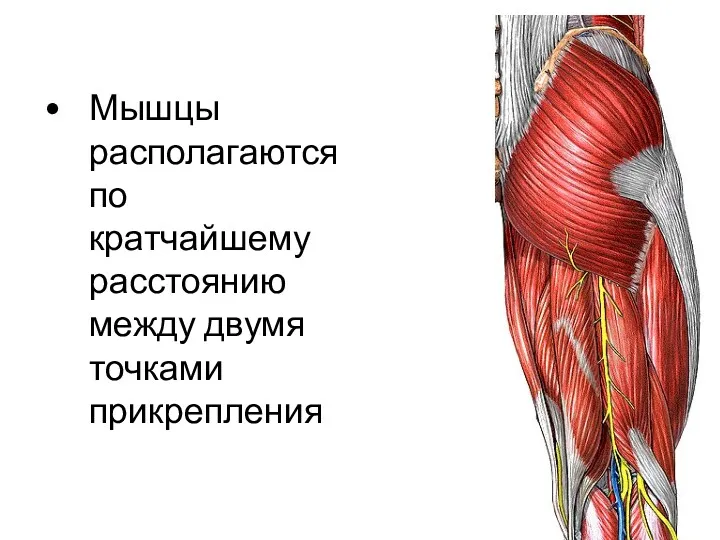 Мышцы располагаются по кратчайшему расстоянию между двумя точками прикрепления