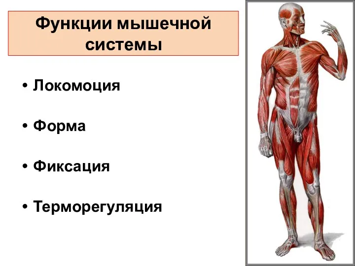 Функции мышечной системы Локомоция Форма Фиксация Терморегуляция