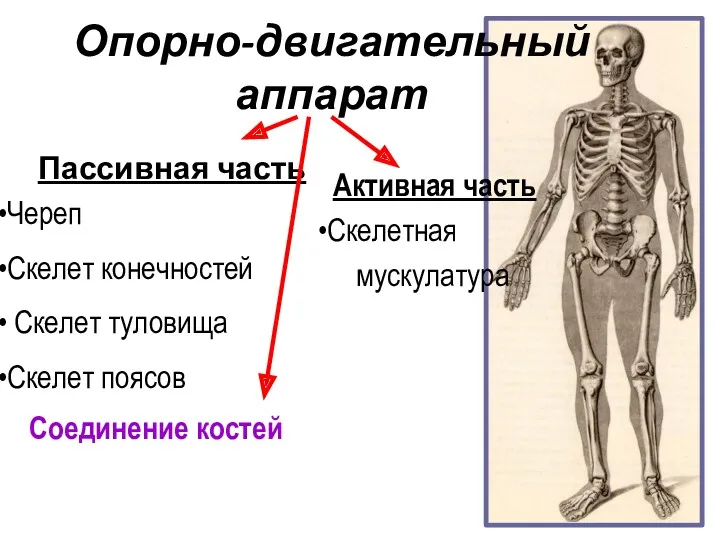 Опорно-двигательный аппарат Пассивная часть Соединение костей Активная часть Череп Скелет конечностей Скелет туловища