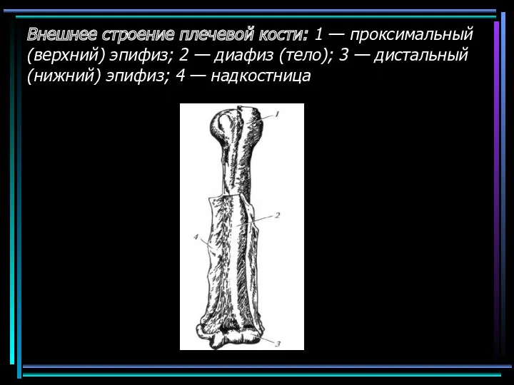 Внешнее строение плечевой кости: 1 — проксимальный (верхний) эпифиз; 2
