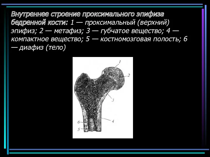 Внутреннее строение проксималь­ного эпифиза бедренной кости: 1 — проксимальный (верхний)