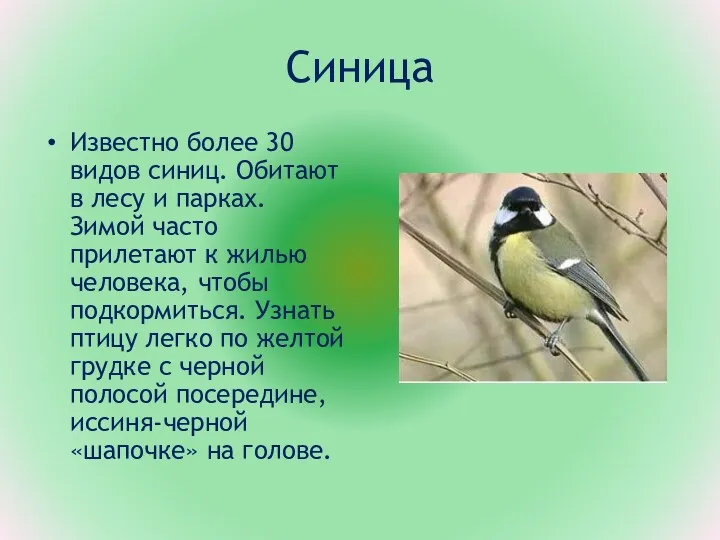 Синица Известно более 30 видов синиц. Обитают в лесу и