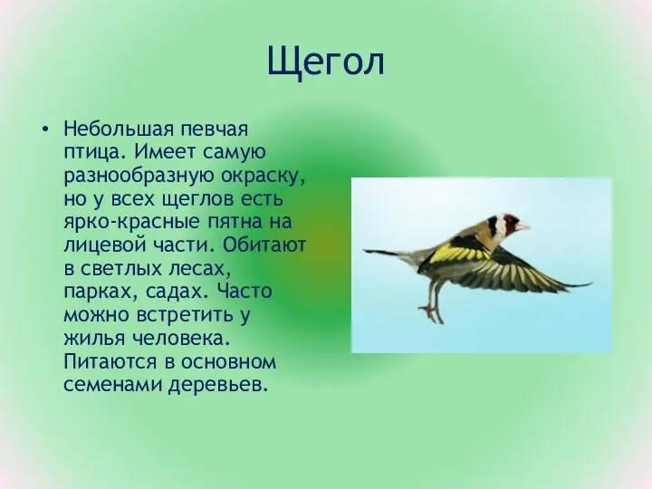 Щегол Небольшая певчая птица. Имеет самую разнообразную окраску, но у