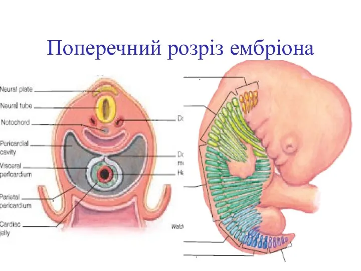 Поперечний розріз ембріона