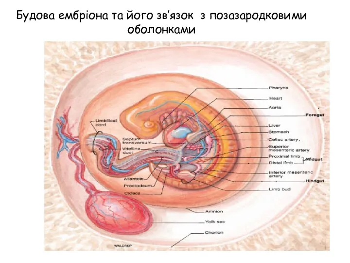 Будова ембріона та його зв’язок з позазародковими оболонками