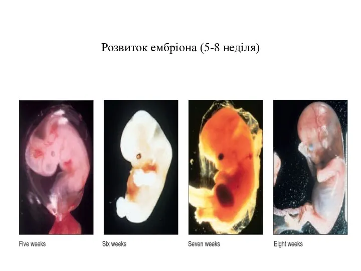 Розвиток ембріона (5-8 неділя)