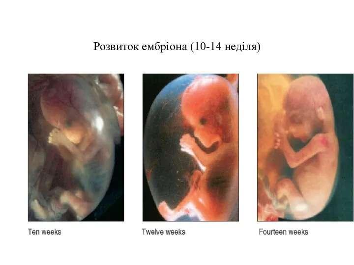 Розвиток ембріона (10-14 неділя)