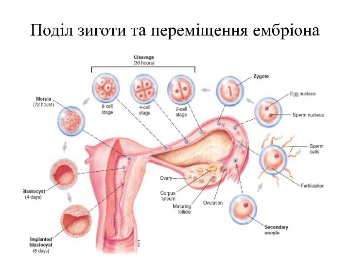 Поділ зиготи та переміщення ембріона