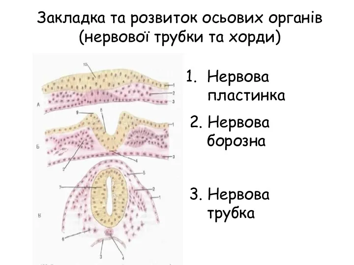 Закладка та розвиток осьових органів (нервової трубки та хорди) Нервова пластинка 2. Нервова
