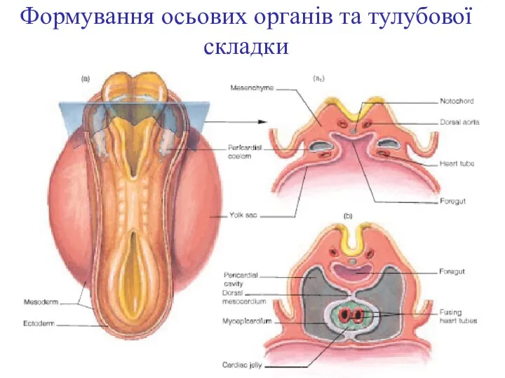 Формування осьових органів та тулубової складки