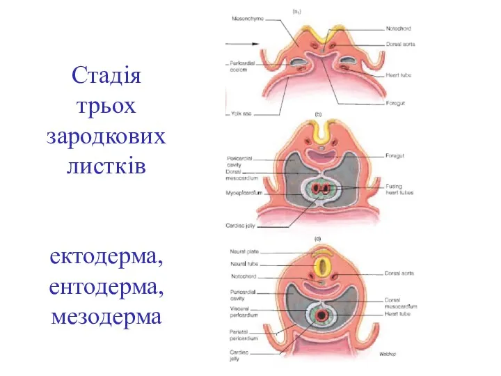 Стадія трьох зародкових листків ектодерма, ентодерма,мезодерма