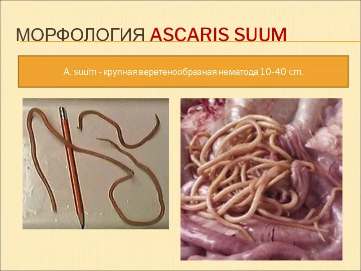 МОРФОЛОГИЯ ASCARIS SUUM A. suum - крупная веретенообразная нематода 10-40 cm.