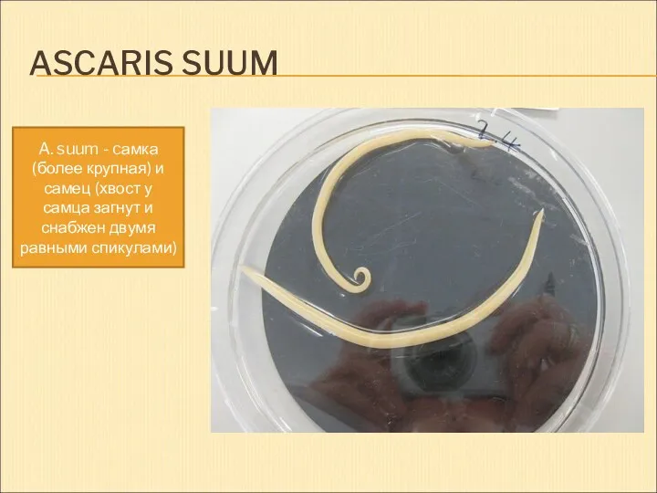 ASCARIS SUUM A. suum - cамка (более крупная) и самец