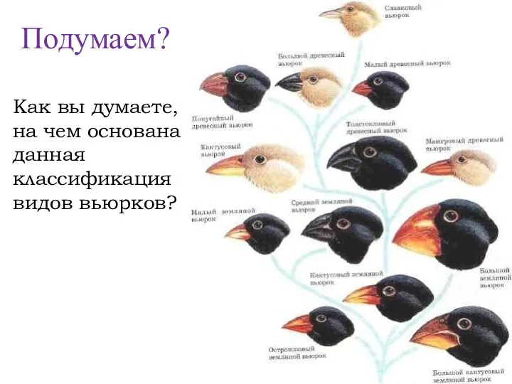 Подумаем? Как вы думаете, на чем основана данная классификация видов вьюрков?