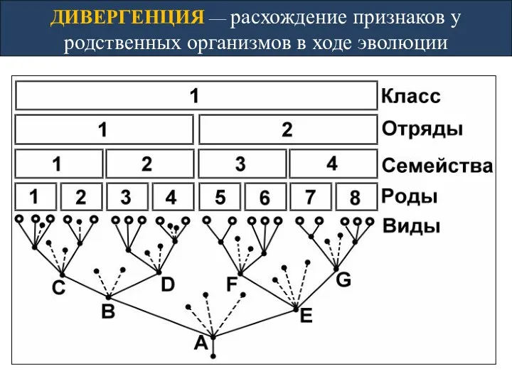 ДИВЕРГЕНЦИЯ — расхождение признаков у родственных организмов в ходе эволюции