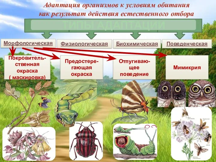 Адаптация организмов к условиям обитания как результат действия естественного отбора