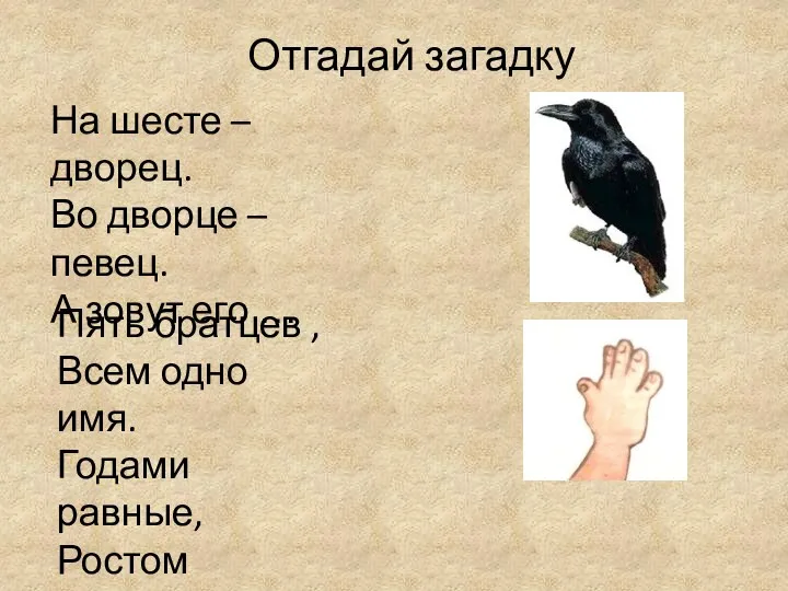 Отгадай загадку Пять братцев , Всем одно имя. Годами равные, Ростом разные. На