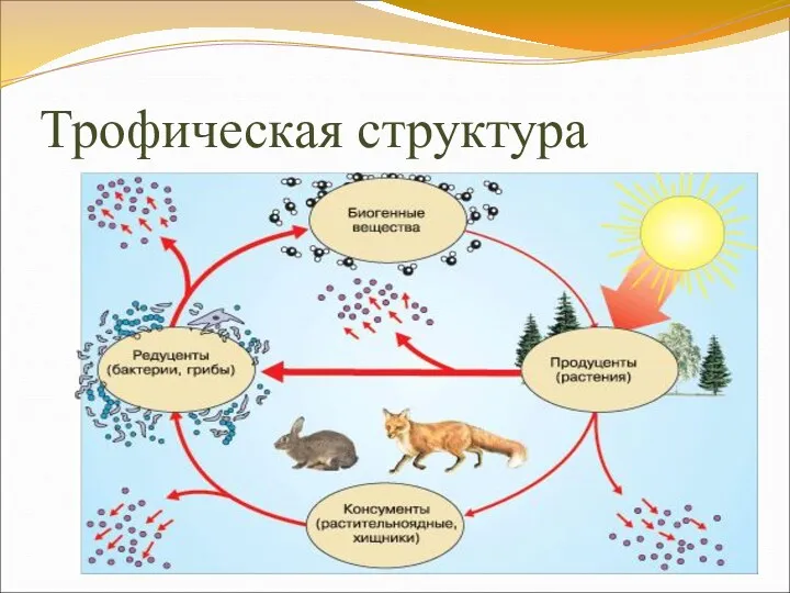 Трофическая структура