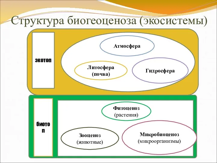 Структура биогеоценоза (экосистемы) экотоп Атмосфера Литосфера (почва) Гидросфера биотоп Фитоценоз (растения) Зооценоз (животные) Микробиоценоз (микроорганизмы)