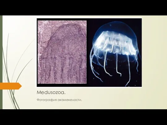 Medusozoa. Фотография акаменелости.