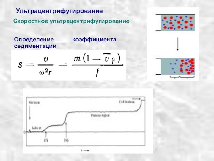 Ультрацентрифугирование Скоростное ультрацентрифугирование Определение коэффициента седиментации