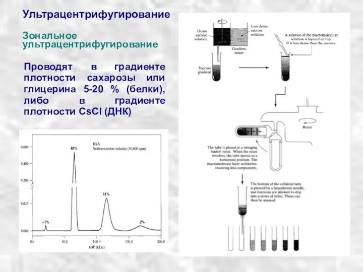 Ультрацентрифугирование Зональное ультрацентрифугирование Проводят в градиенте плотности сахарозы или глицерина