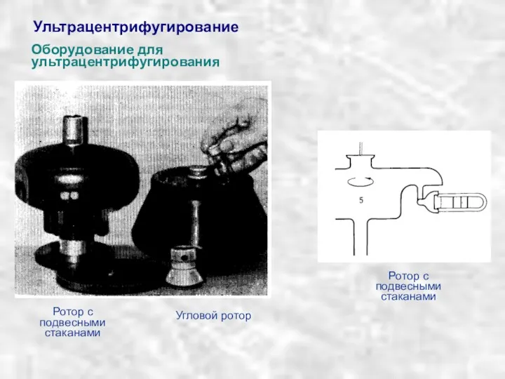 Ультрацентрифугирование Ротор с подвесными стаканами Ротор с подвесными стаканами Угловой ротор Оборудование для ультрацентрифугирования