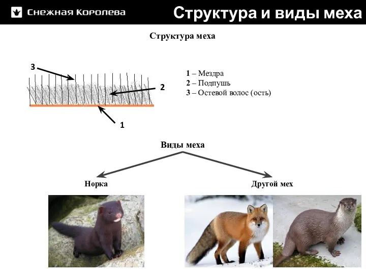 Структура и виды меха 1 – Мездра 2 – Подпушь