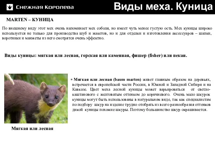 MARTEN – КУНИЦА Виды меха. Куница По внешнему виду этот