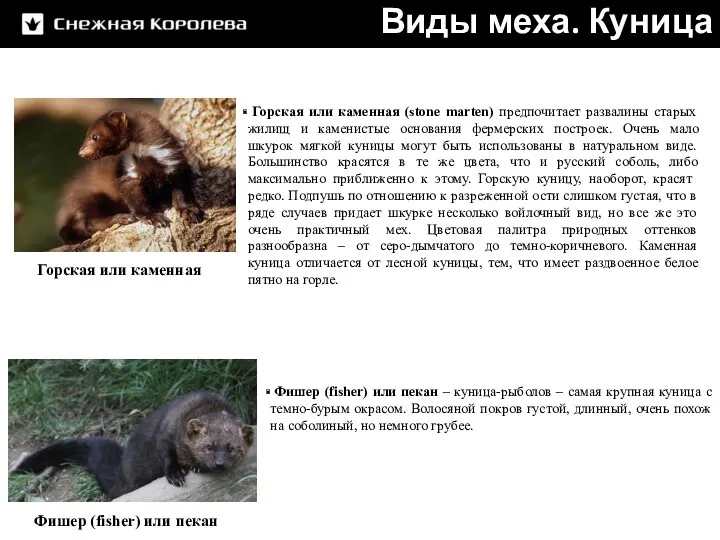 Виды меха. Куница Горская или каменная (stone marten) предпочитает развалины