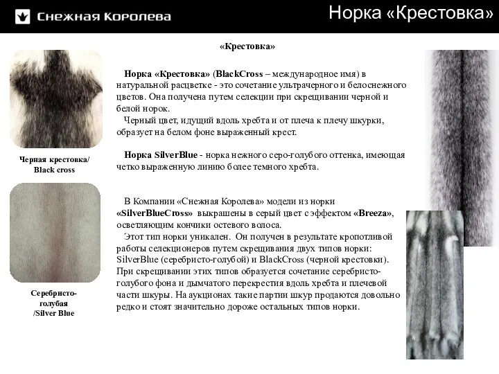 Норка «Крестовка» Норка «Крестовка» (BlackCross – международное имя) в натуральной