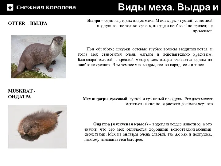 OTTER – ВЫДРА MUSKRAT - ОНДАТРА Виды меха. Выдра и