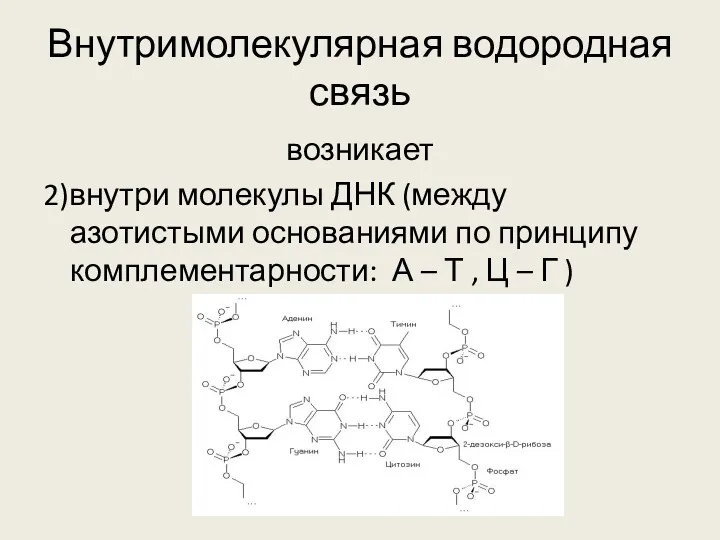 Внутримолекулярная водородная связь возникает 2)внутри молекулы ДНК (между азотистыми основаниями