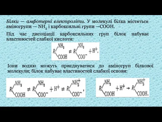 Білки — амфотерні електроліти. У молекулі білка містяться аміногрупи —
