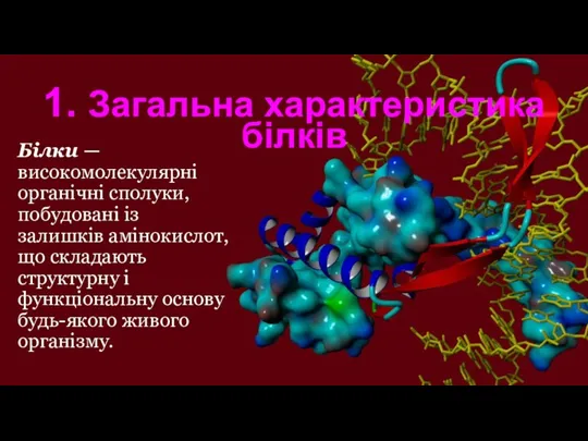 Білки — високомолекулярні органічні сполуки, побудовані із залишків амінокислот, що