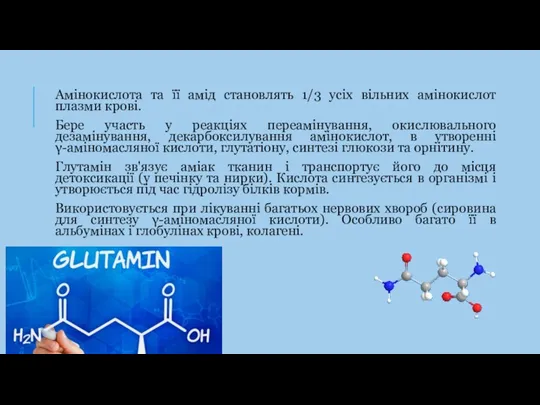 Амінокислота та її амід становлять 1/3 усіх вільних амінокислот плазми